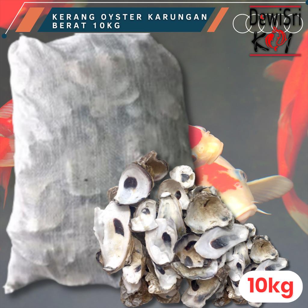 Kerang Oyster 10kg